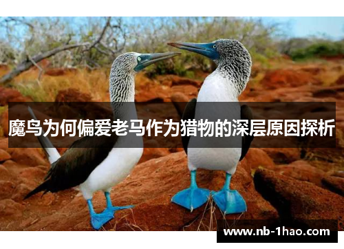 魔鸟为何偏爱老马作为猎物的深层原因探析